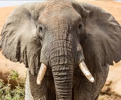 Check spelling or type a new query. African Elephant San Diego Zoo Kids