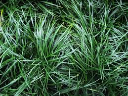 Image result for Ophiopogon