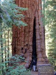 Check spelling or type a new query. Super Trees Seen As Anti Warming Weapon Portland Press Herald