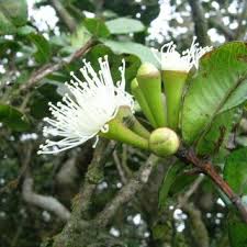 Image result for Pseudo Agrostistachys