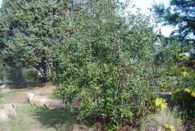 Image result for Fuirena bullifera
