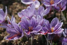 Iran's saffron traders thrive in isolation | CNN