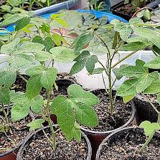 Image result for Adenia stenodactyla