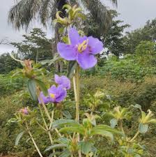 Image result for Englerina