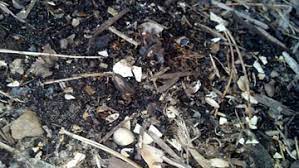 However, i have noticed that they do not rot even if they are reduced to small pieces. Adding Egg Shells To Compost Msu Extension