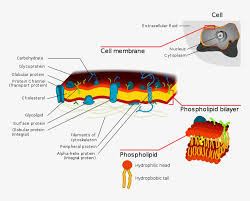 Check spelling or type a new query. Hair Simple Animal Cell With Prostaglandin Cell Membrane Png Image Transparent Png Free Download On Seekpng
