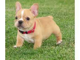 Join millions of people using oodle to find puppies for adoption, dog and puppy listings, and other pets adoption. Charming French Bulldog Puppies Available Animals Arizona City Arizona Announcement 89328