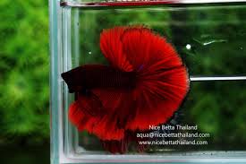 Injured Fish 1 Week After Jumping Out Of Tank. Please Help, I'M Desperate |  Betta Fish Forum