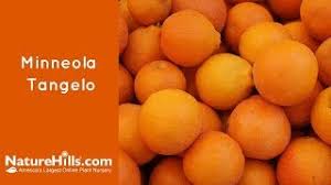 Is that tangelo is a citrus fruit that is a cross between a tangerine and a pomelo or a grapefruit while orange is an evergreen tree of the genus. Minneola Tangelo Naturehills Com Youtube