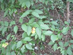 Image result for Heteropterys