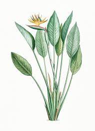 Download Premium Illustration Of Vintage Illustration Of Bird Of Paradise Ilustracao De Aquarela Ilustracoes Florais Folhas De Aquarela