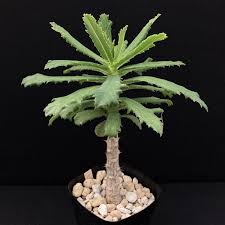 Image result for Monadenium torrei