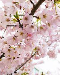 Women Who Explore Orange Flower Photos Cherry Blossom Background Cherry Blossom Images