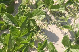 Image result for Cyphostemma setosum