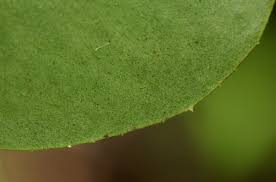 Image result for Embelia xylocarpa