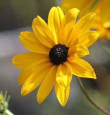 Image result for Helianthus angustifolius