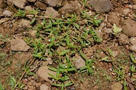 Image result for Oldenlandia capensis