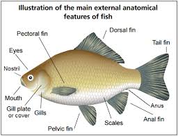 identifying fish showing typical coarse fish pictures and