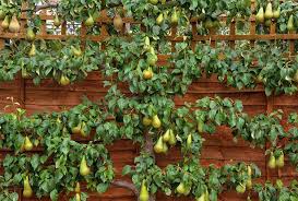 We did not find results for: Fruit Trees And Bushes Green Pastures Garden Centre