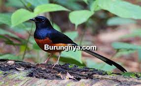 12 Cara Merawat Murai Batu Hutan Ngeriwik Jadi Cepat Gacor Burungnya Com