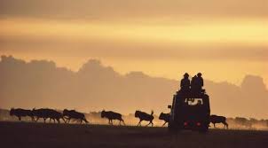 Night game drive – Sopai Safaris