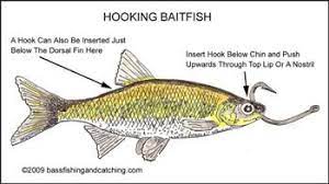 Live Bait Rigs Bass Fishing Live Bait Rigging Live Bait Live Bait Rig Bass Fishing Fishing Techniques