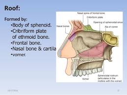 Alar cartilages (major, minor), lateral processes, septal cartilage. Roof Formed By Body Of Sphenoid Cribriform Plate Of Ethmoid Bone Frontal Bone Nasal Bone Cartilage V Nasal Cavity Cavities Sinusitis