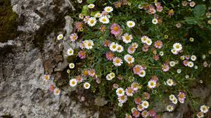 Image result for Erigeron karvinskianus