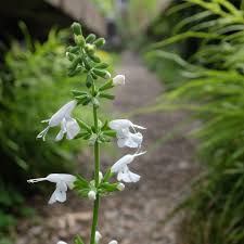 Image result for Salvia coccinea