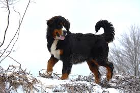 Maybe you would like to learn more about one of these? About Mini Bernese Violet Hill Puppies