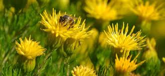 Image result for Pteronia acuminata