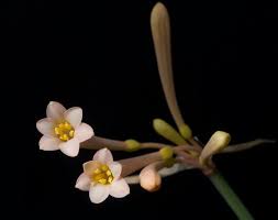 Image result for Cyrtanthus rhodesianus