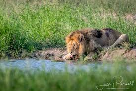 This photo is taken in kenya, masai mara in africa and is in black and white. The Death Of A King Larry Pannell Travel And Photography