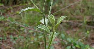 Image result for Vernonia auriculifera
