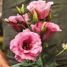 Image result for eustoma Balboa