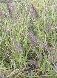 Image result for Cenchrus ciliaris