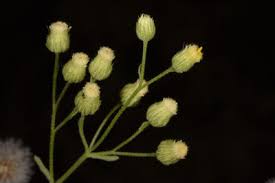 Image result for Eschenbachia stricta