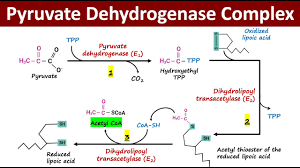 Solved 6. The Decarboxylation Of Pyruvic Acid Occurs Via The | Chegg.Com