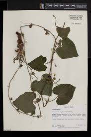 Image result for Cucumis engleri