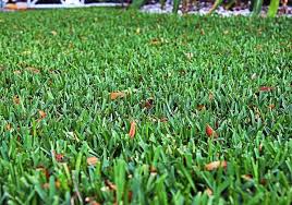 Check spelling or type a new query. Palmetto St Augustine Lawn Plugs Hancockseed Com