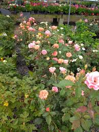 Knockout roses in landscaping knockout roses with gold badge yellow rose pho landscaping along fence backyard landscaping designs garden when to trim back knockout roses and how much roses forum gardenweb landscaping along fence knockout roses outdoor gardens. Brand New Coral Knockout Roses Snow S Garden Center Facebook