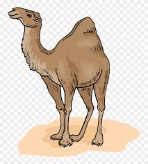 A camel will spit and kick if provoked in. A Baby Camel And His Mom Have A Discussion Camels In The Desert Clipart Free Transparent Png Clipart Images Download