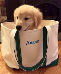 Please contact the breeders below to find golden retriever puppies for sale in maine: Golden Retriver Puppies In Maine