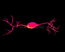 We did not find results for: Bipolar Neurons Stock Illustration Illustration Of Dendrite 42123524