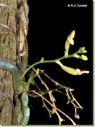 Image result for Taeniophyllum