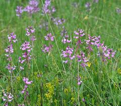 Image result for Polygala macrostigma
