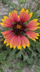 Maybe you would like to learn more about one of these? Gaillardia Pulchella Indian Blanket Oc 2160x3840 Plant Fungus Indian Blankets Plants