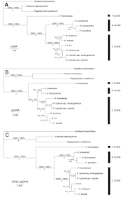 Image result for Oreophyton falcatum