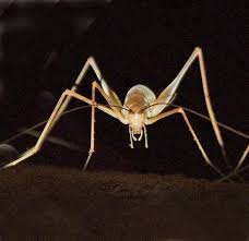 I drop phone books on them, but that's messy. How To Get Rid Of The Spider Cricket How I Get Rid Of