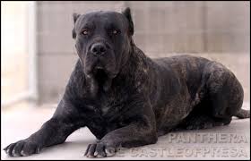 Presa Canario Presa Canario Corso Dog Huge Dogs
